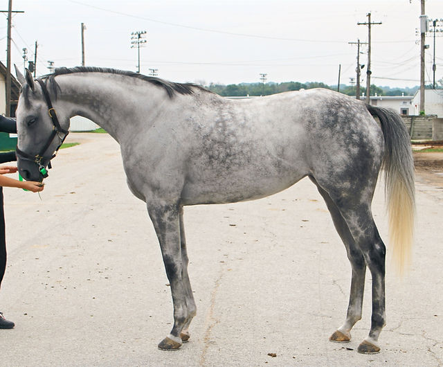 Discover Moro Charlotte Thoroughbreds Impressive Pedigree and Racing History