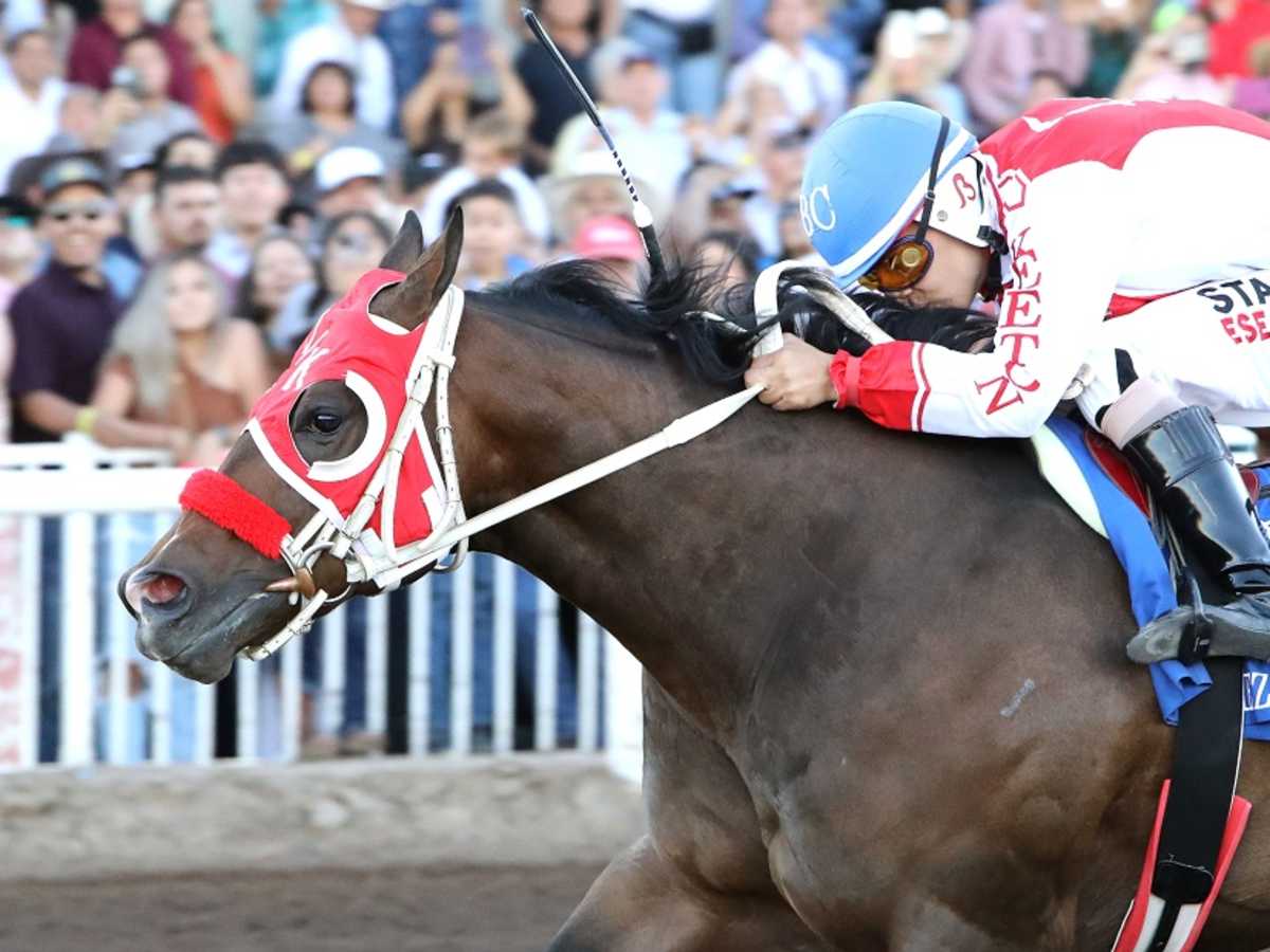 Hezgothelook Z Horse: Stats, Pedigree, and Racing Highlights