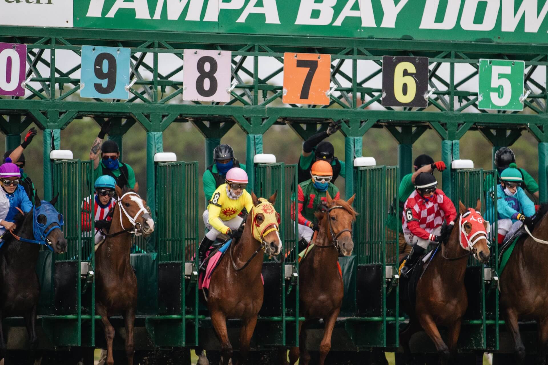 Comprehensive Racing Horse Stats for Successful Race Predictions
