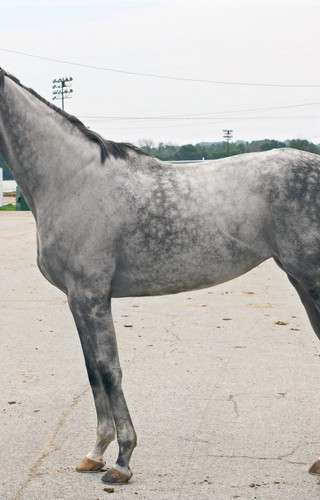 Discover Moro Charlotte Thoroughbreds Impressive Pedigree and Racing History