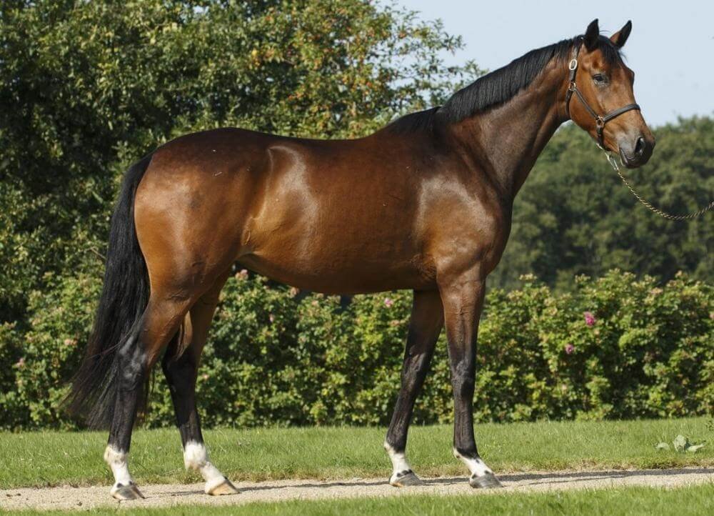 Discover Moro Charlotte Thoroughbreds Impressive Pedigree and Racing History