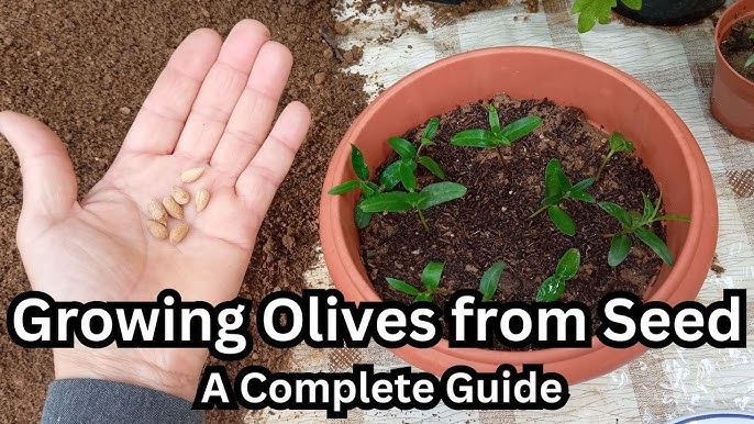 Growing R Olivo: A Simple Guide for Beginners