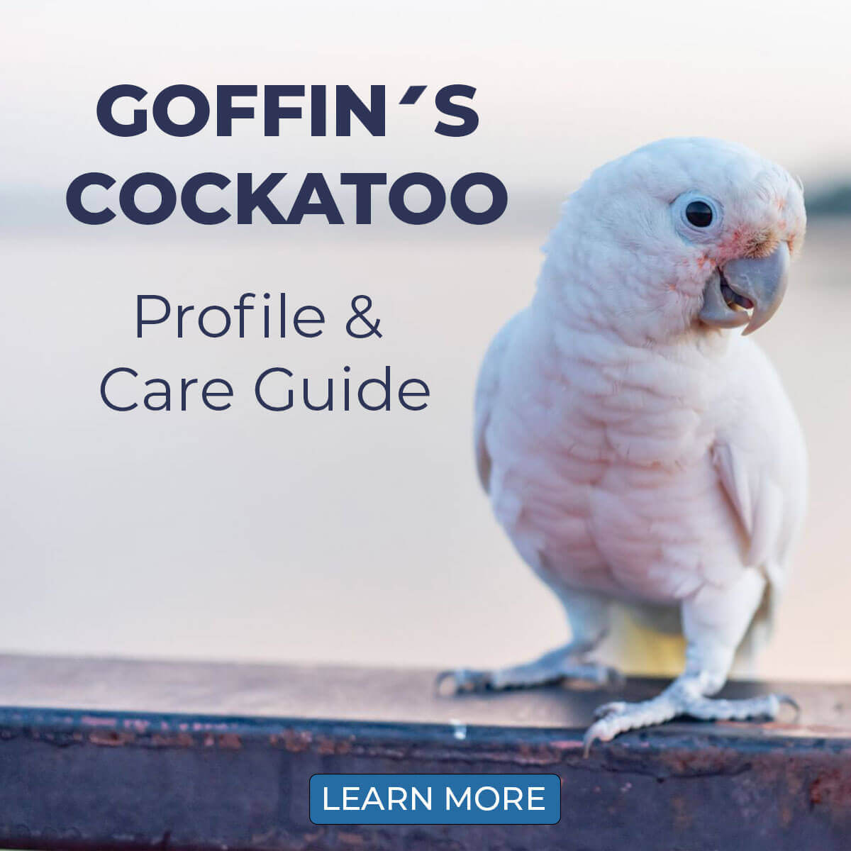 Goffin Rakn Care: Tips and Tricks for a Happy Cockatoo