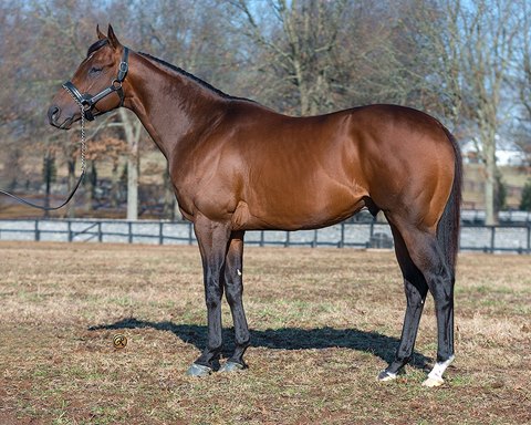 Dealing With World of Trouble Stallion? Check Out These Easy Troubleshooting Tips!