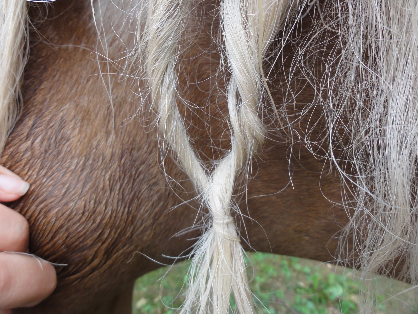 All About the Three Witches Horse Tale. Get the Real Story Here Now!