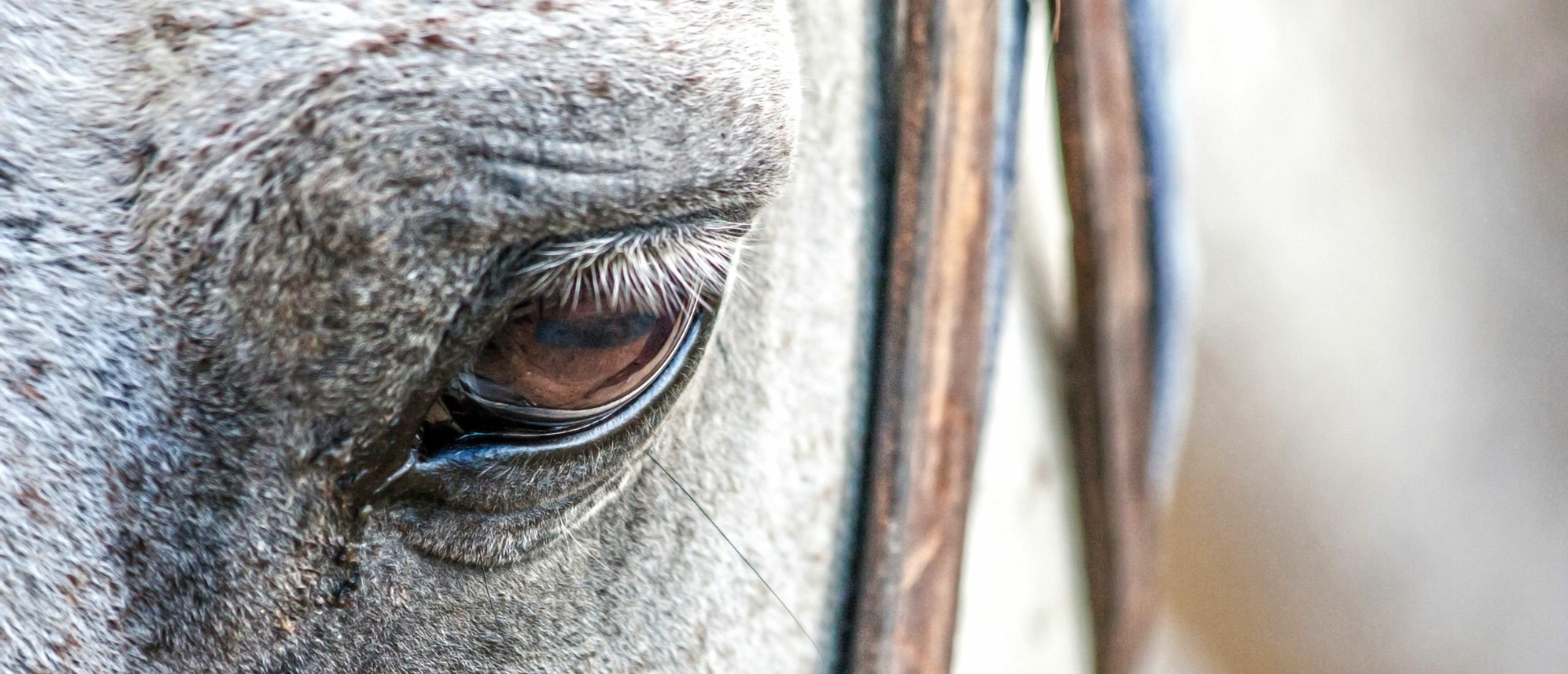 What is randomized horse? Learn the basics now!