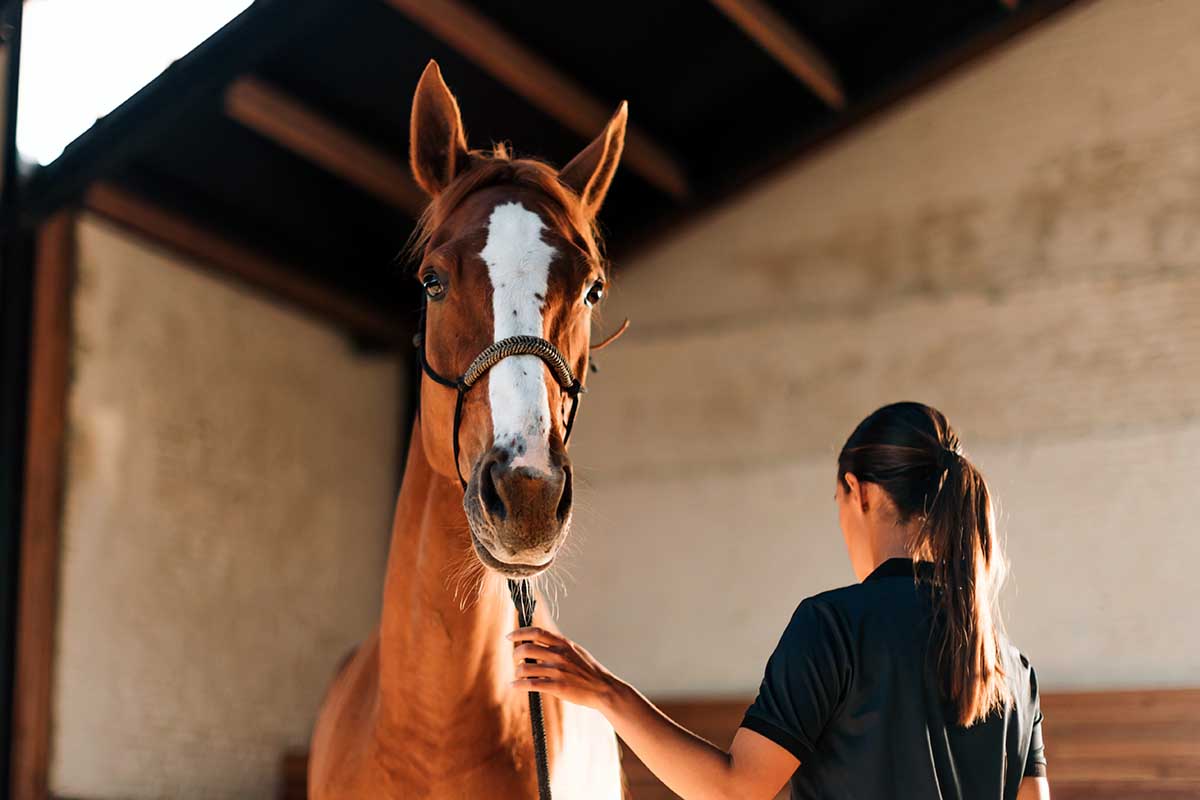 What is randomized horse? Learn the basics now!