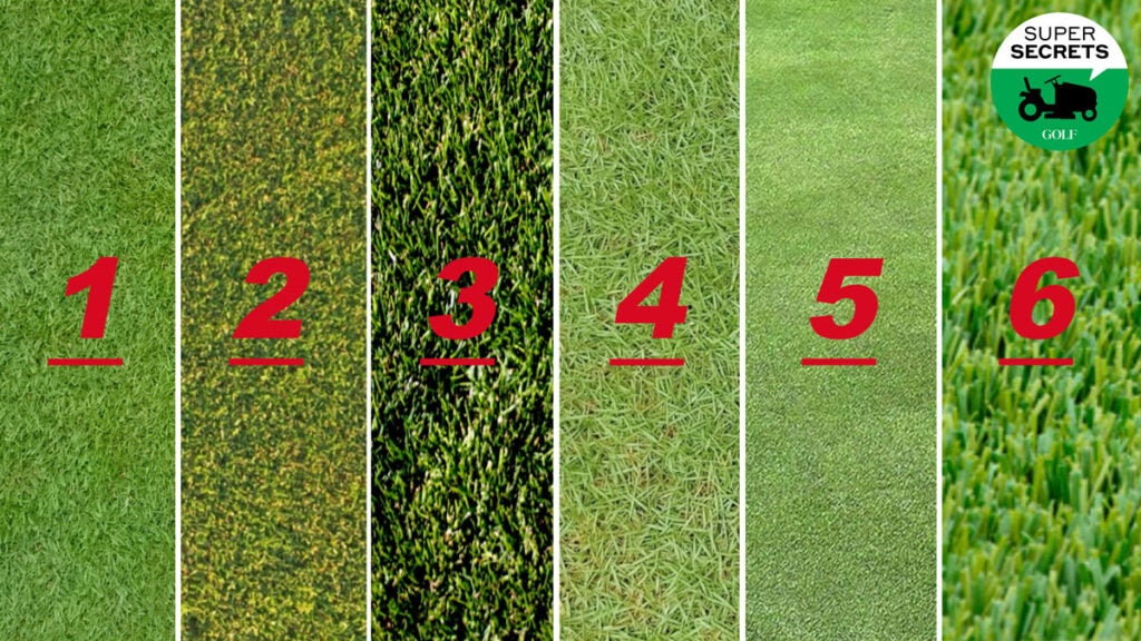 Best Common Golf Course Grass for Your Home Putting Green