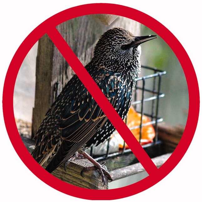 Stop starlings from eating all your bird seed: Get the best starling cup today.
