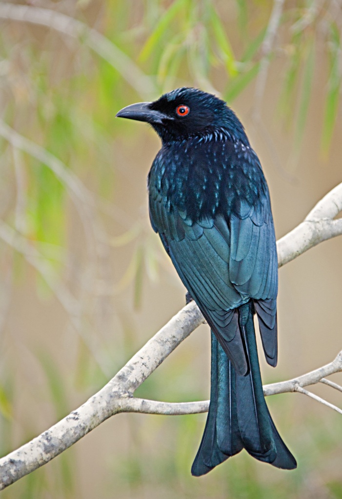 Aussie Drongo Uncovered: Get the Latest Scoop on the Spangled Drongo Bird