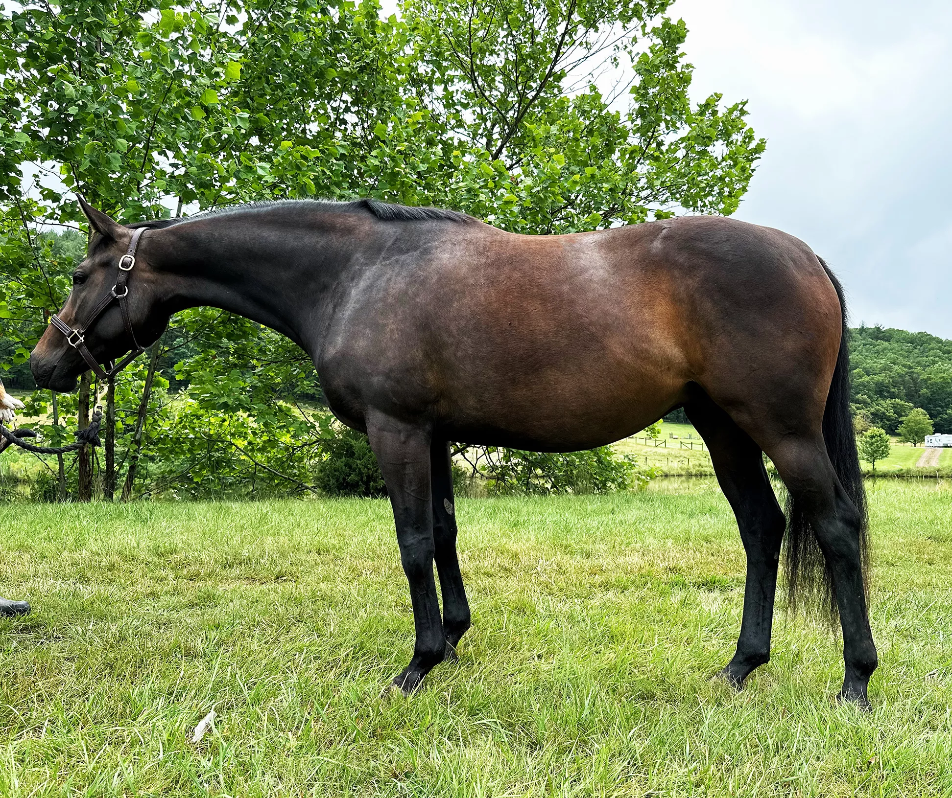 A Rampage Horse How Stable? Learn More About It