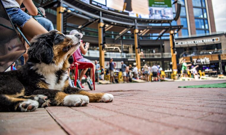 Bark at the Park Rockies 2024 Dates, Details, and How to Have the Best Time With Your Dog!