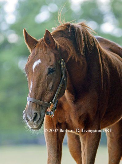 Terlingua Horse Facts: Everything You Need to Know (Beginners Guide)