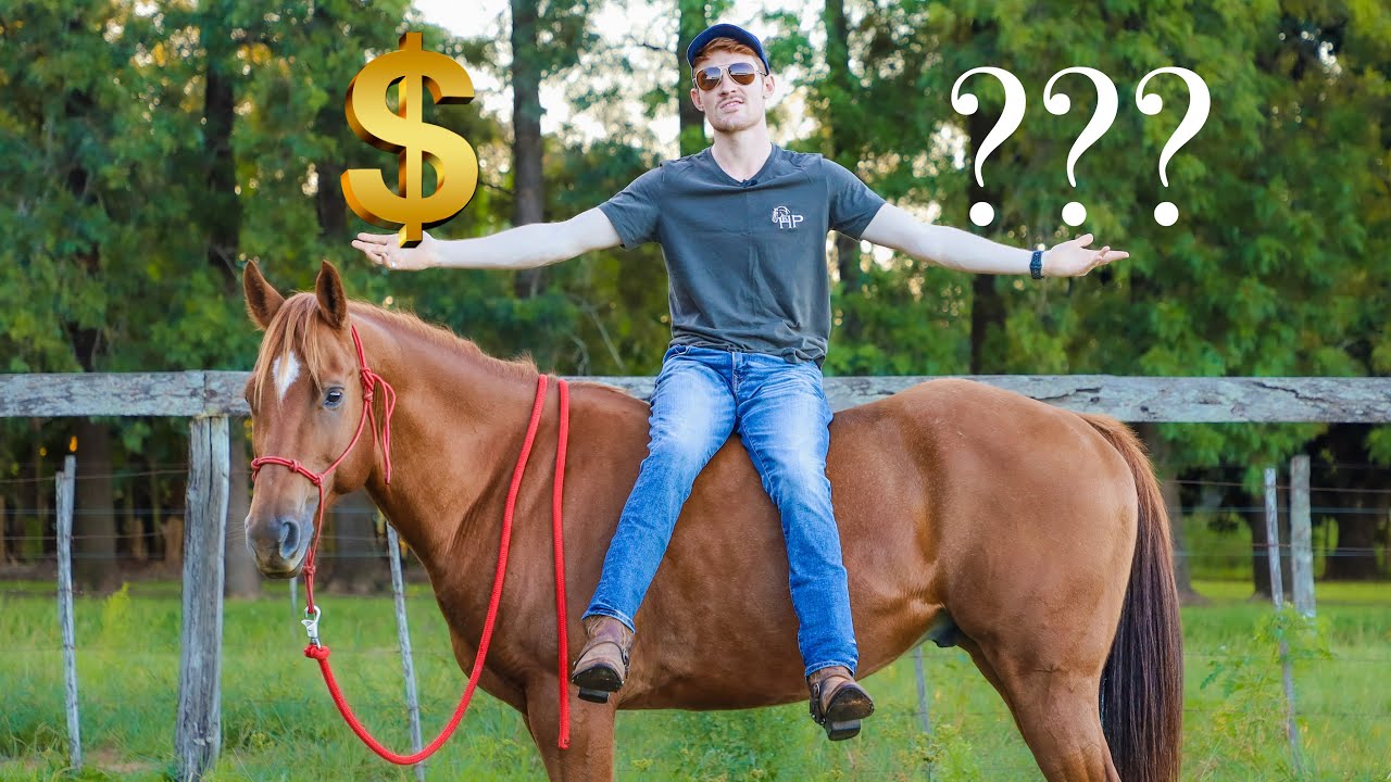 How to Choose the Right Mine That Bird Horse? These Tips Can Help You Make a Decision and Choose the Best Horse for You