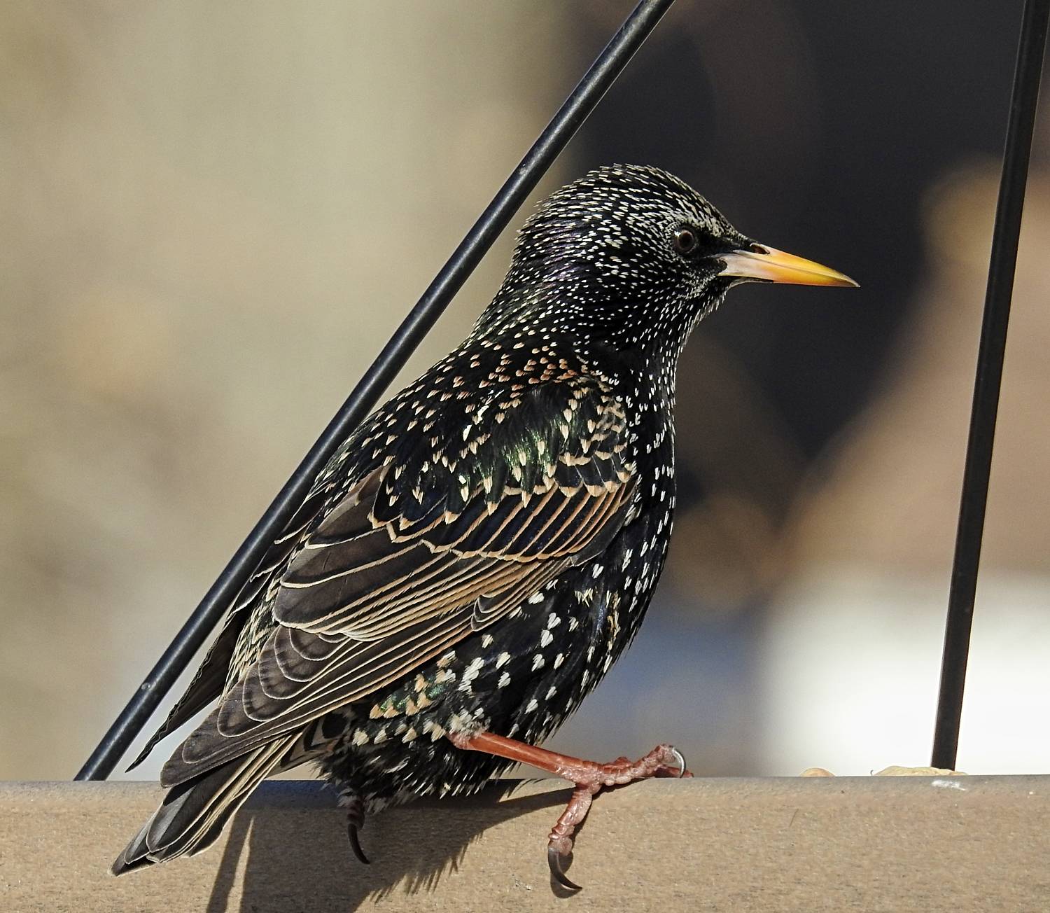 Stop starlings from eating all your bird seed: Get the best starling cup today.