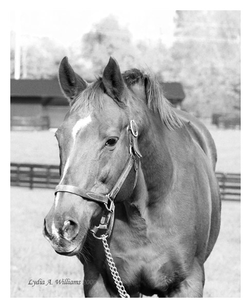 Terlingua Horse Facts: Everything You Need to Know (Beginners Guide)
