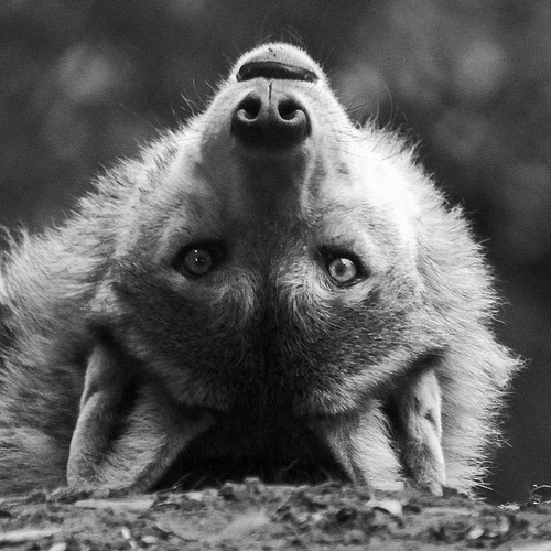 Death Wolves: fact or fiction? Find out the truth here!