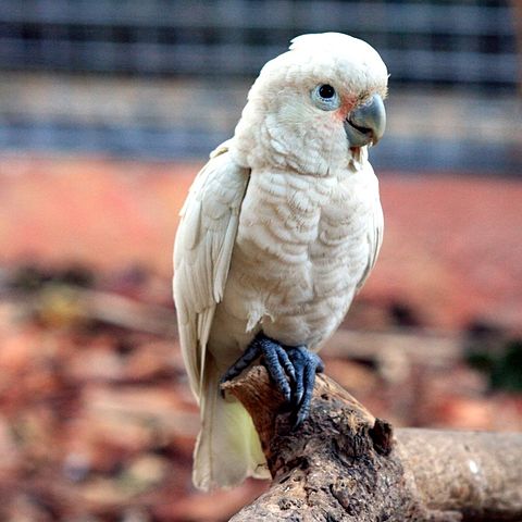 Goffin Rakn Care: Tips and Tricks for a Happy Cockatoo