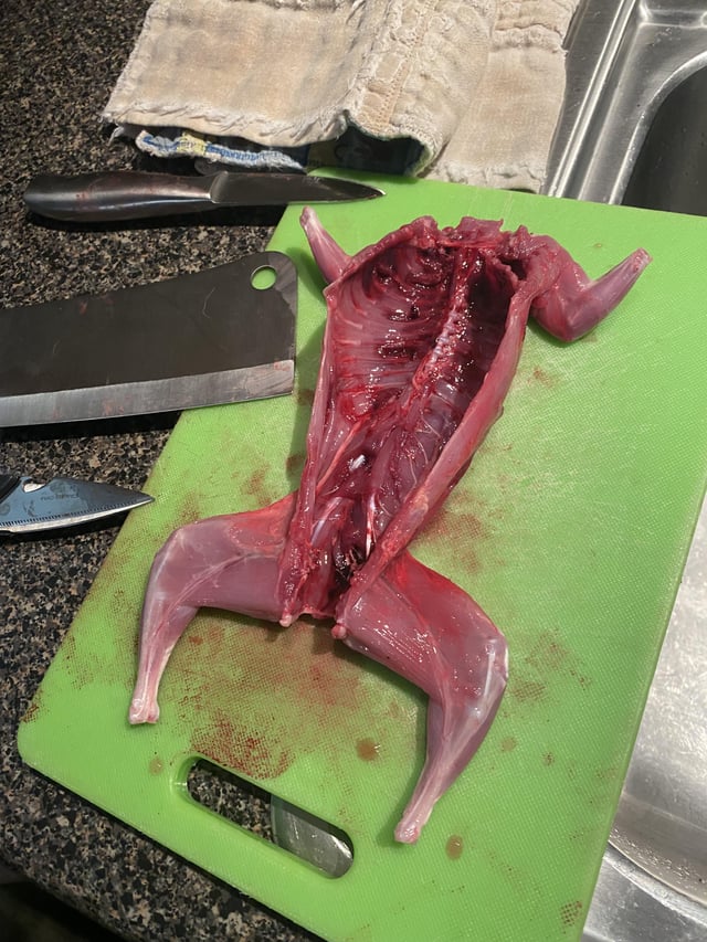 Did Americans Eat Squirrel? You Wont Believe What Else They Used to Cook Up Back in the Old Days.