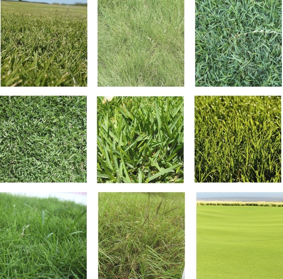 What type of grass is used on golf courses (Find out the most common types)