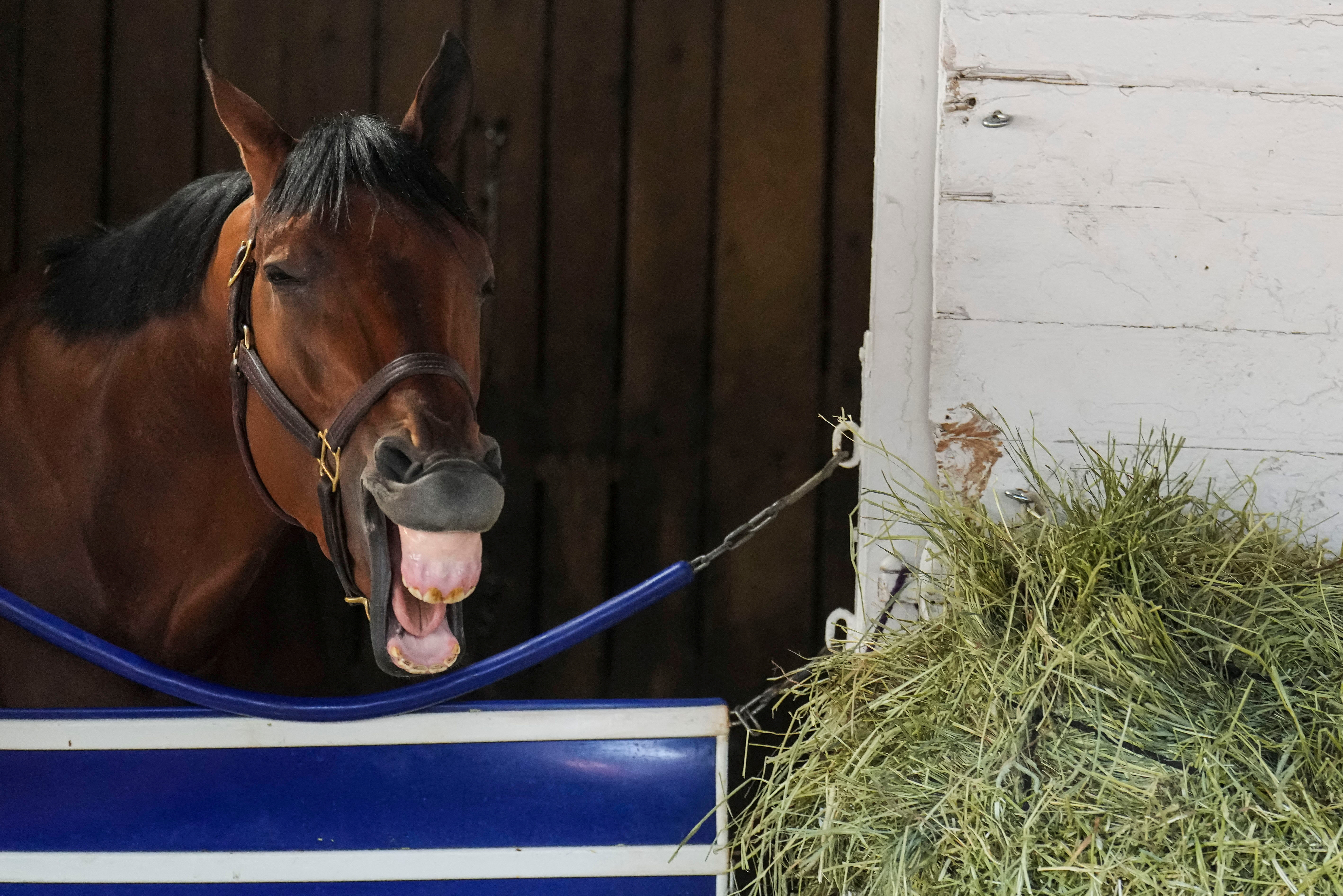 Santa Anita Scratches for Today: Horses Withdrawn from Races