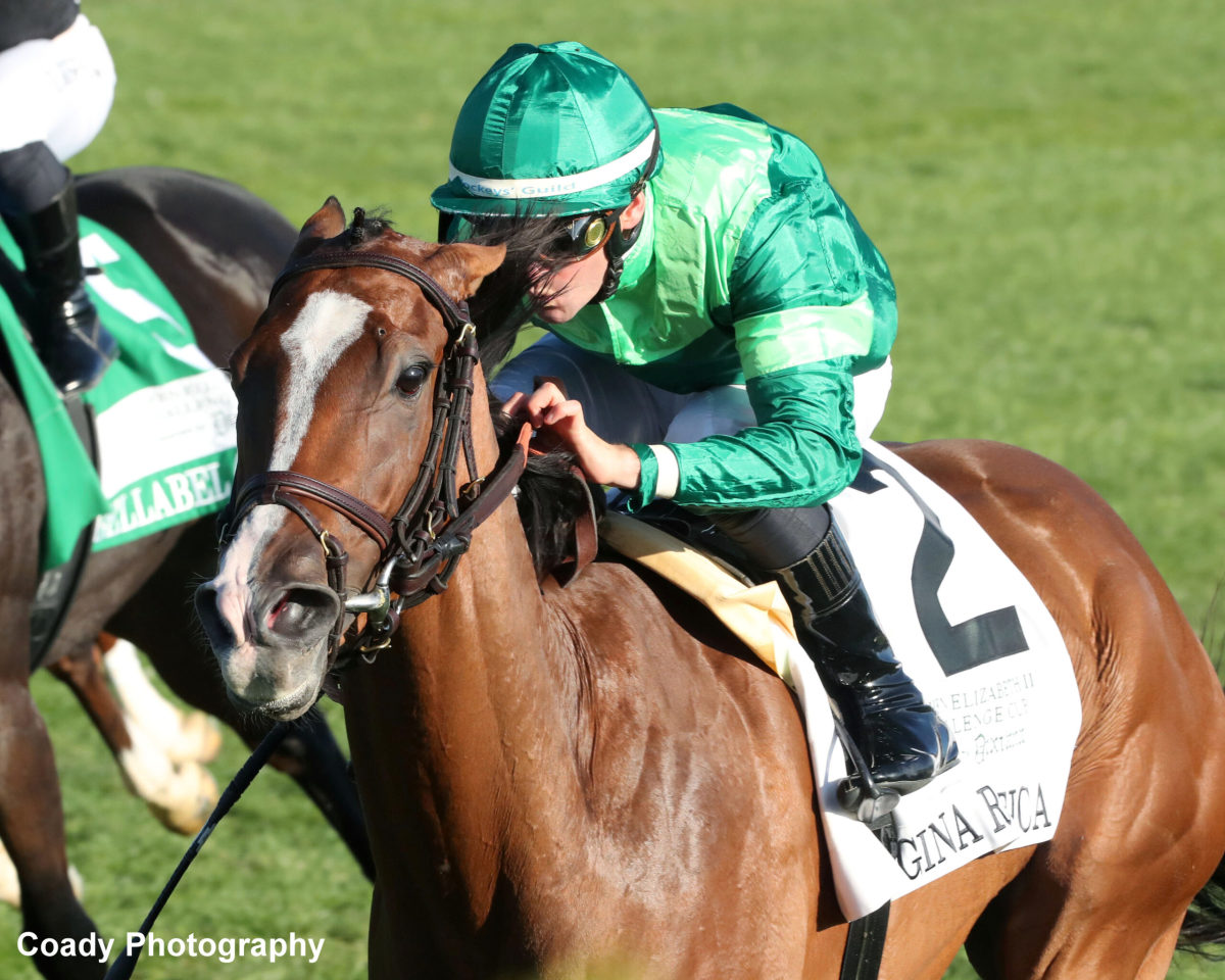 Gina Romantica Horse: Pedigree and Breeding Info (Discover Her Winning Bloodline)