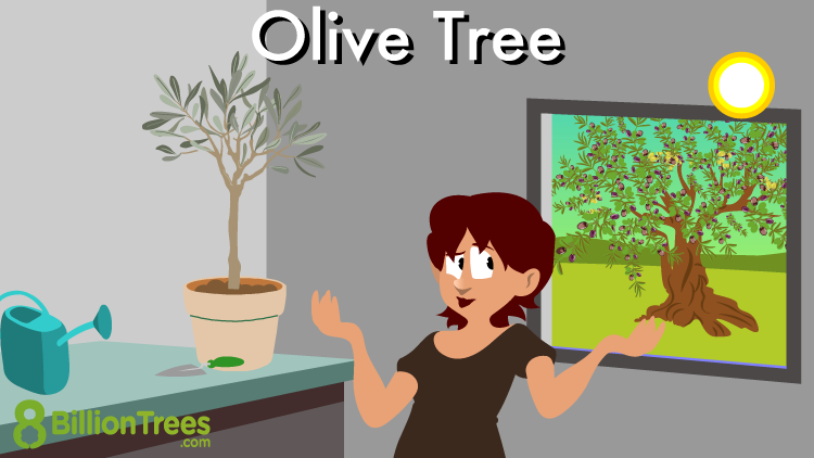 Growing R Olivo: A Simple Guide for Beginners