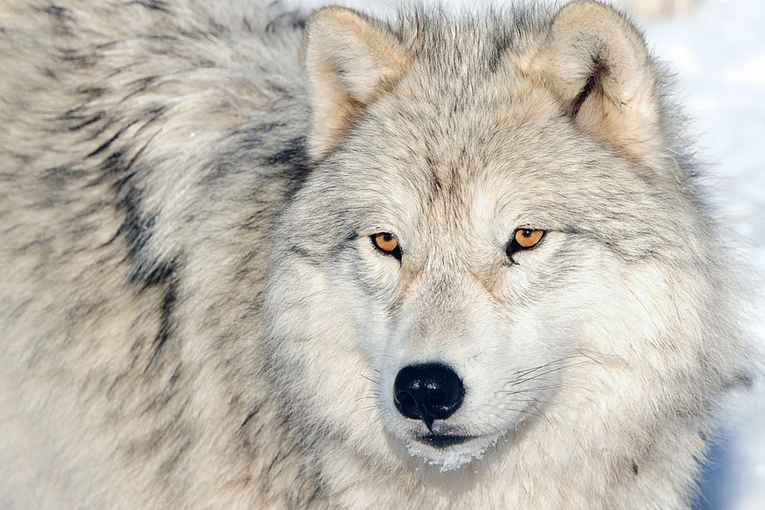 Death Wolves: fact or fiction? Find out the truth here!