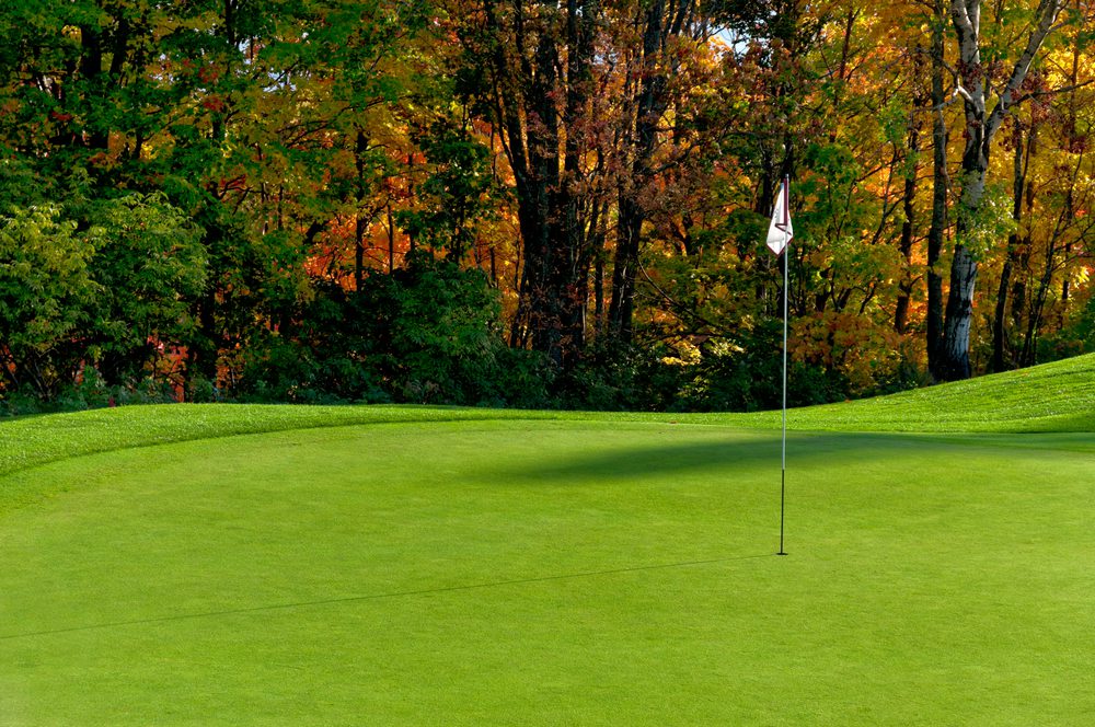 What type of grass is used on golf courses (Find out the most common types)