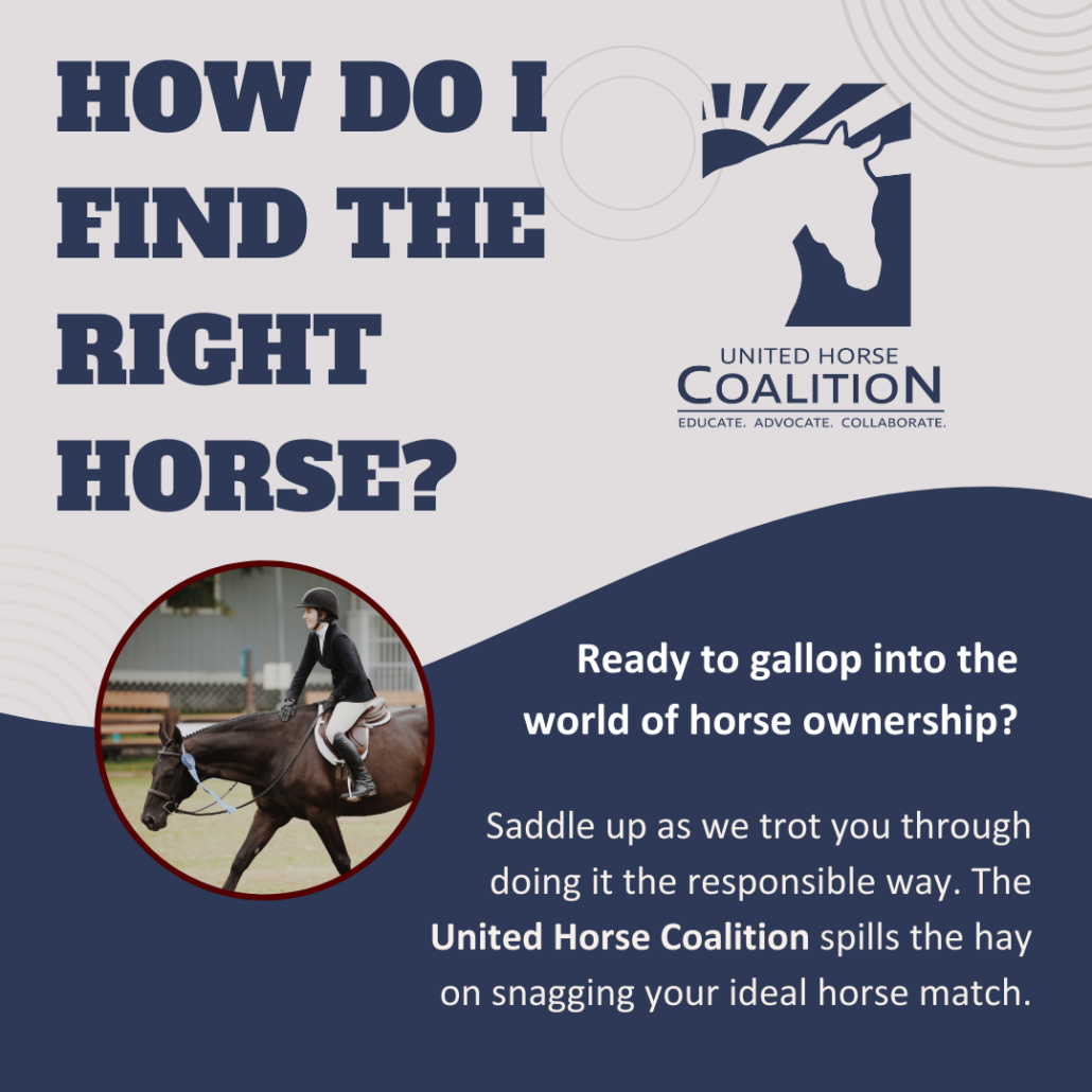 How to Choose the Right Mine That Bird Horse? These Tips Can Help You Make a Decision and Choose the Best Horse for You