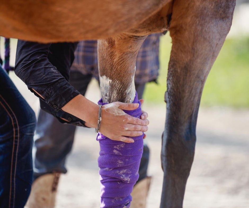 Mess Horse: Quick and Easy Solutions for a Cleaner and Happier Horse Life