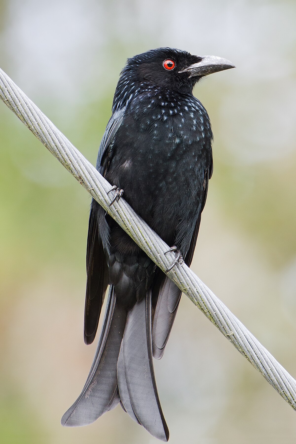 Aussie Drongo Uncovered: Get the Latest Scoop on the Spangled Drongo Bird