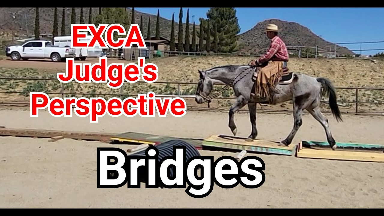 Far Bridge Horse Training: How to Get the Best Results