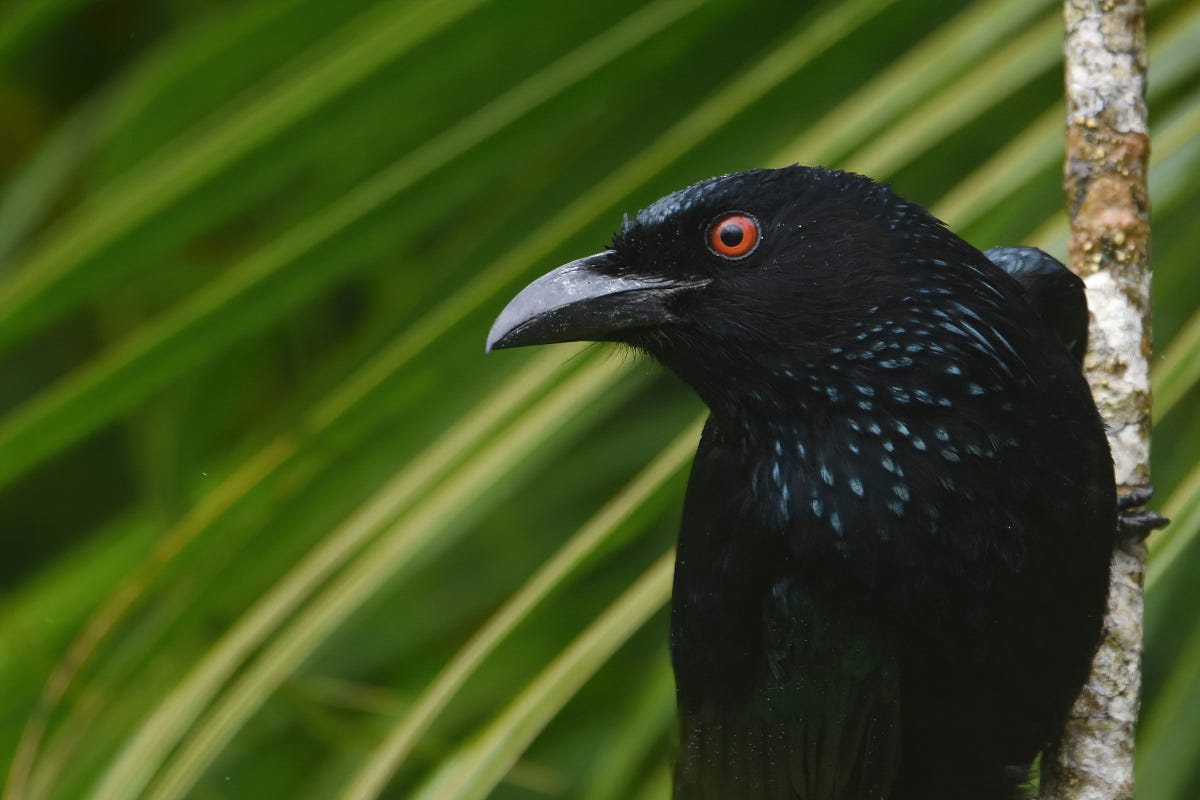 Aussie Drongo Uncovered: Get the Latest Scoop on the Spangled Drongo Bird