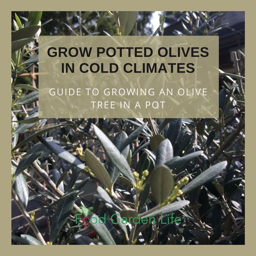 Growing R Olivo: A Simple Guide for Beginners