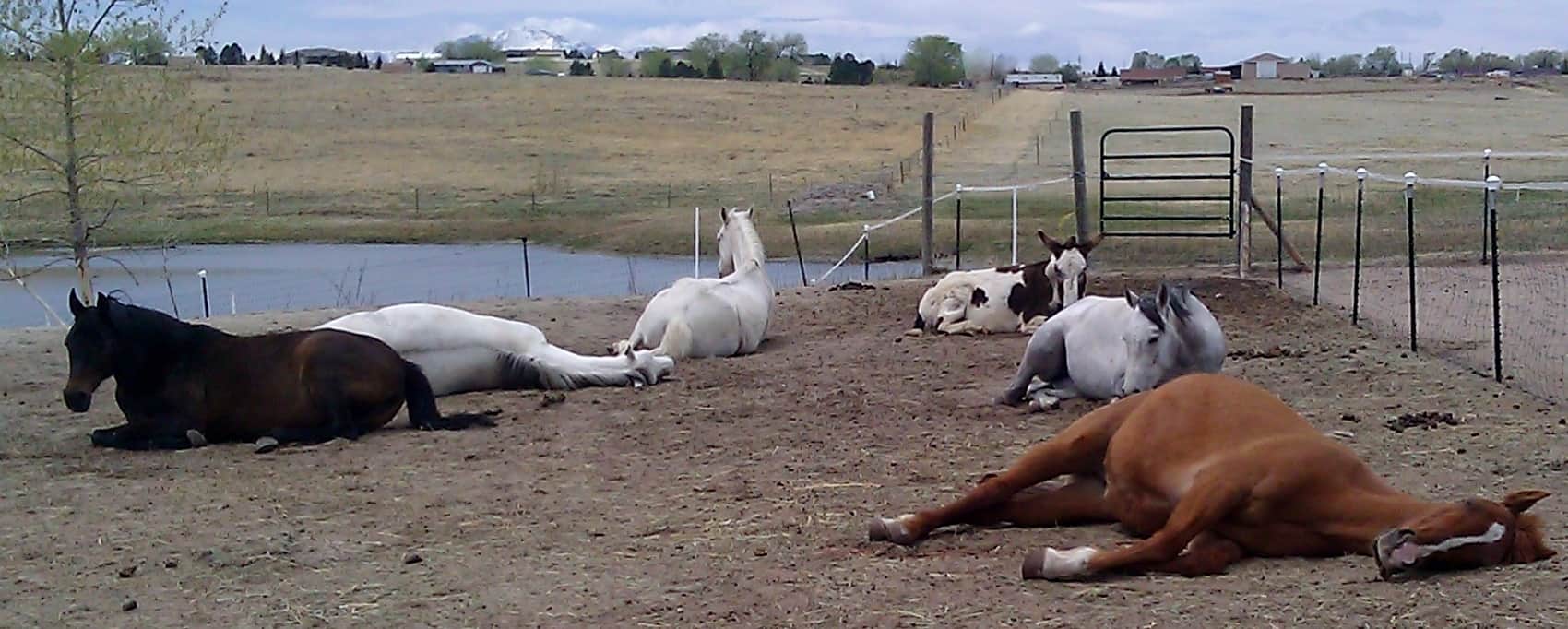 Mess Horse: Quick and Easy Solutions for a Cleaner and Happier Horse Life