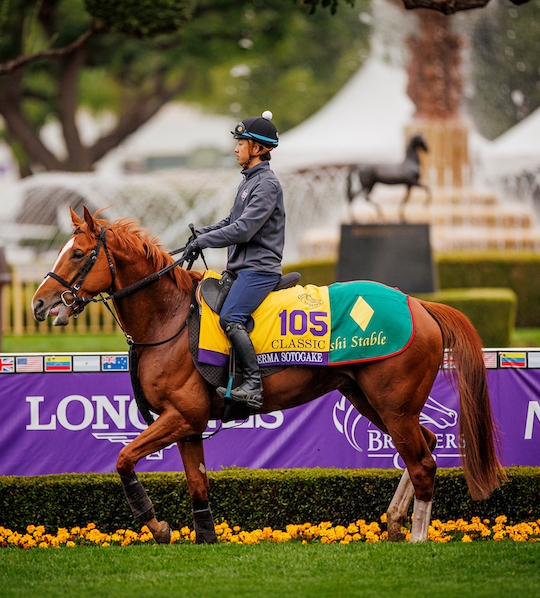 Derma Sotogake Horse: Your Easy Guide to this Champion Racehorse