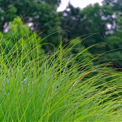 What is Sawgrass CT and Why Should You Care? Your Guide