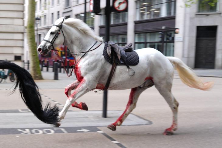 A Rampage Horse How Stable? Learn More About It