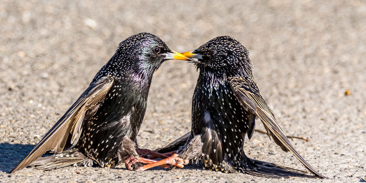 Stop starlings from eating all your bird seed: Get the best starling cup today.
