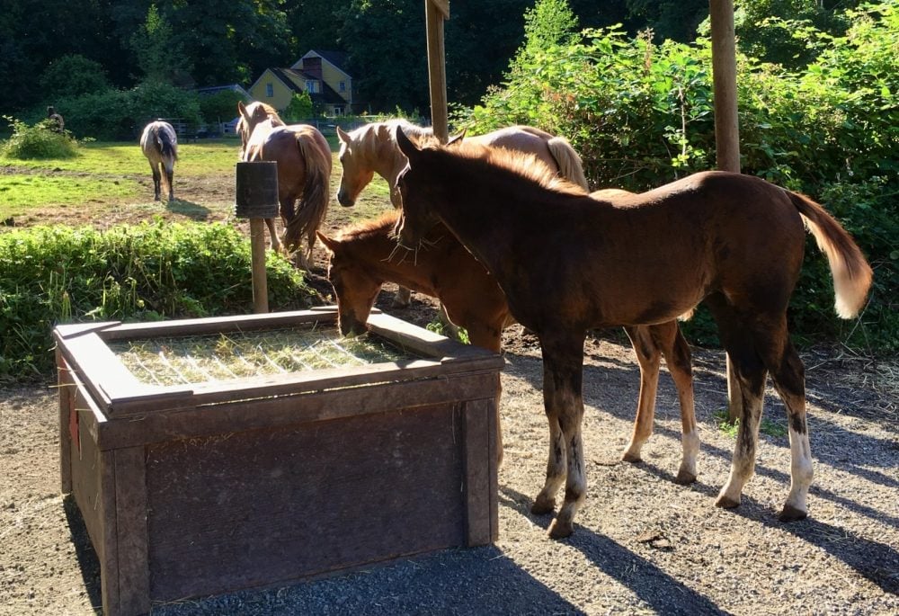 Mess Horse: Quick and Easy Solutions for a Cleaner and Happier Horse Life