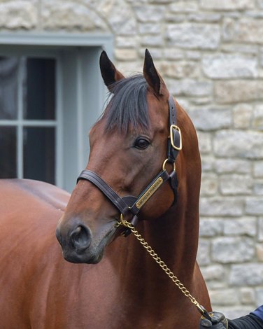 The American Pharoah Stud Fee Explained: A Simple Guide for Breeders Considering This Champion Sire.