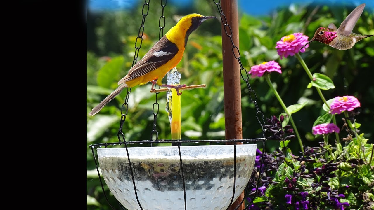 Bird Bath Water for Orioles: How to Attract Them? Easy Tips for Your Garden!
