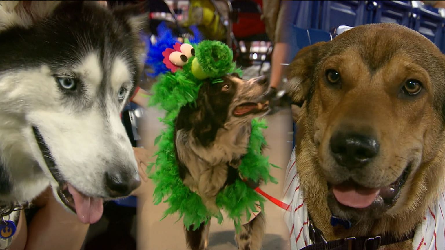 Phillies Bark in the Park Rules Everything a Dog Owner Should Know