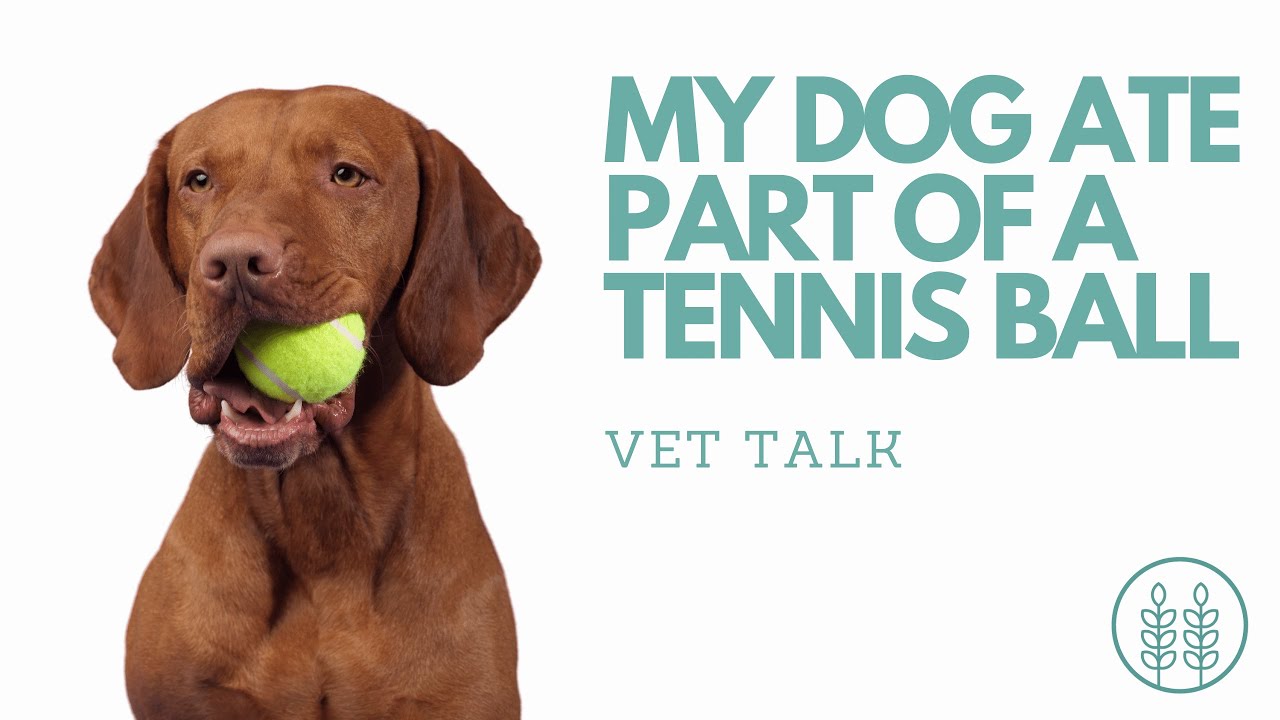 Help! My Dog Ate a Tennis Ball! What Should I Do?