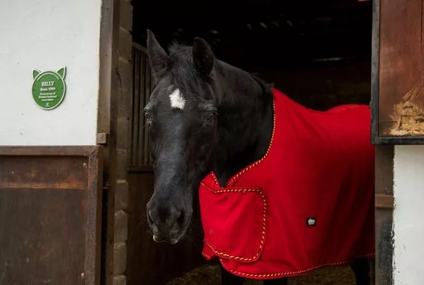 Billy Red Horse: Find Out What Makes Him So Special Now!