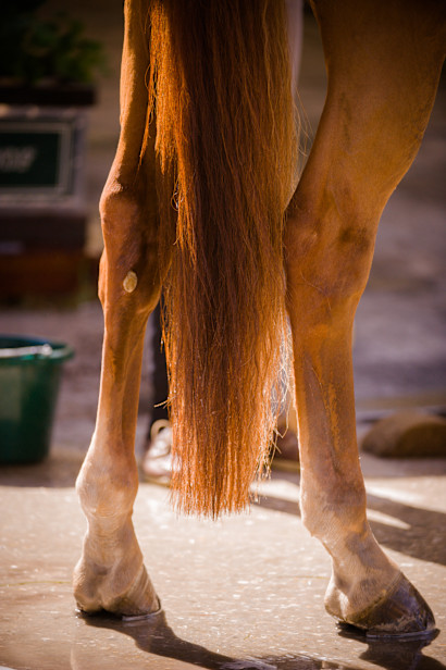 Dealing with Bog Spavin in Horses: A Simple Guide for Owners?