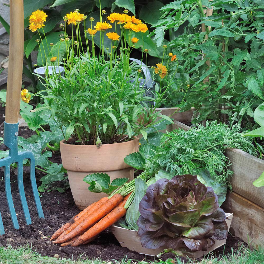 Ways to plant deep within for best results: Follow these expert tricks for your garden!