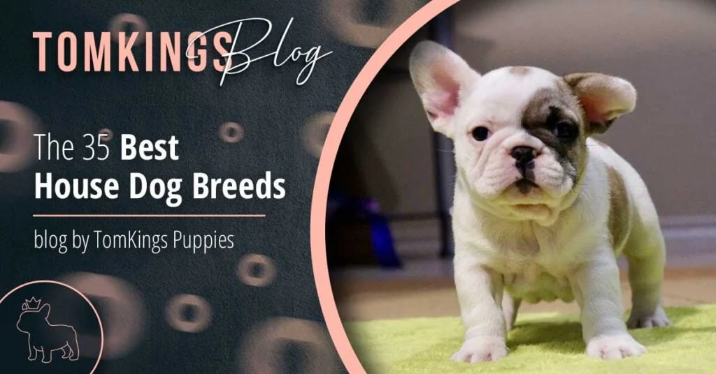Breeding House Near Me? Find the Best Options Now!