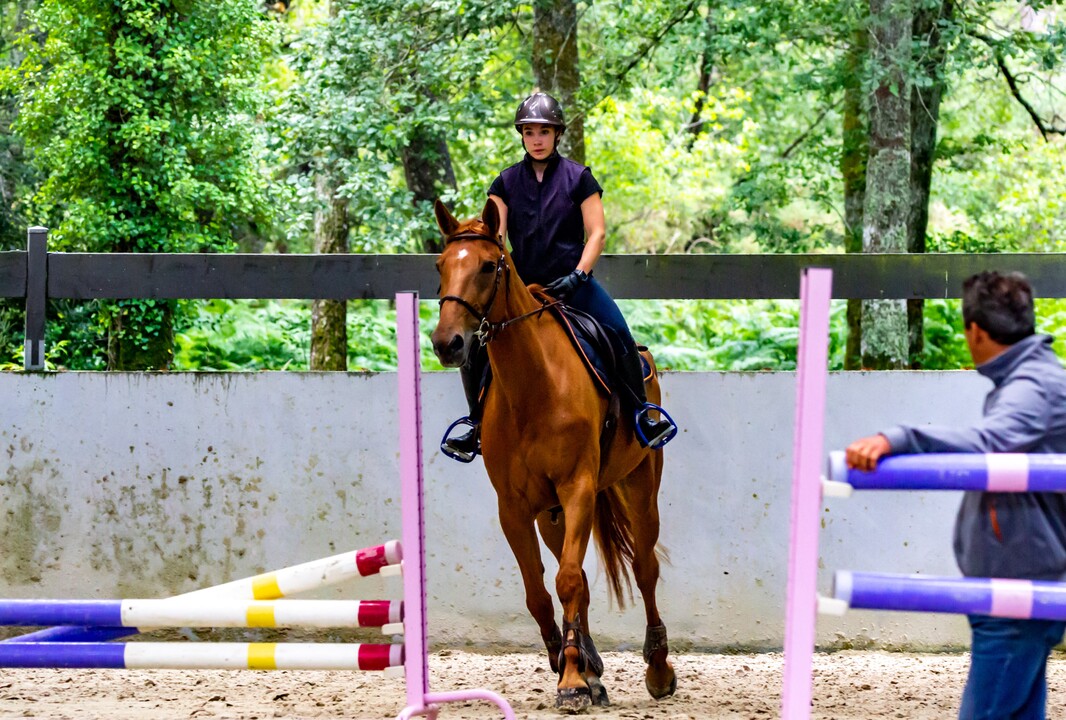 Hiring Horse Trainers: Costs and What to Expect!